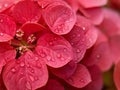 Red petals of hydrangea close-up macro photography