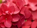 Red petals of hydrangea close-up macro photography