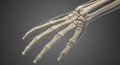 Human Hand Bones: Detailed Anatomical Render Royalty Free Stock Photo