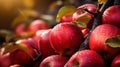 Autumn\'s bountiful harvest, featuring vibrant apples, nestled in a picturesque orchard. T
