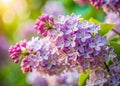 Enchanting Miniature Lilac Bloom A TiltShift Perspective on Springs Delicate Beauty Royalty Free Stock Photo