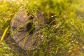 Captivating close-up of a spiderweb covered in morning dew, illuminated by warm, low sunlight within dense green grass Royalty Free Stock Photo