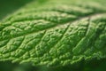 A captivating close-up view of a single vibrant green leaf adorned with glistening droplets of water, A close up of the textured Royalty Free Stock Photo