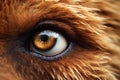 Captivating Closeup bear eyes animal. Generate Ai