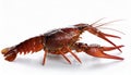 Striking CloseUp of a Crayfish against a White Backdrop, Showcasing Intricate Shell Patterns and Bright Red Antennae in High Royalty Free Stock Photo