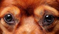 Macro Closeup of a Bright Red Wool Vivid Texture and Detailed Patterns Showcasing a Loyal Canine Friend, Captivating Viewers with Royalty Free Stock Photo