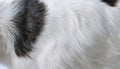 Closeup of a Fluffy WhiteGrey Canine Coat Showcasing Delicate Textures and Short Smooth Patterns, Capturing the Soft Elegance of Royalty Free Stock Photo