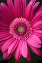 A captivating closeup of a ravishing pink daisy its bright center inviting and welcoming. Trendy color of 2023 Viva