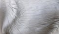 Stunning Closeup of a WhiteGrey Canine Coat with Short Smooth Textures, Showcasing Beautiful Fur Patterns and Soft Whiskered Royalty Free Stock Photo