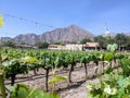 Vineyards Amidst Andean Majesty: Cafayate's Wine Country