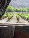 Vineyards Amidst Andean Majesty: Cafayate's Wine Country