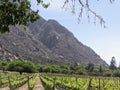 Vineyards Amidst Andean Majesty: Cafayate's Wine Country