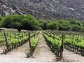 Vineyards Amidst Andean Majesty: Cafayate's Wine Country