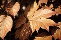 Captivating Colors of Autumn A Close up View of Vibrant Leaves.AI Generated