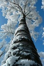 Captivating Colossus: A Closeup of a Birch Swamp in a Japanese M