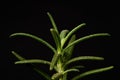 a close-up of the vibrant green Rosemary plant (Rosmarinus officinalis) Royalty Free Stock Photo