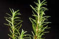 a close-up of the vibrant green Rosemary plant (Rosmarinus officinalis) Royalty Free Stock Photo
