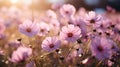 Captivating cosmos flowers in a sunlit meadow, a soft focus masterpiece of nature s colorful beauty Royalty Free Stock Photo