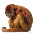 captivating creature sits with its tail curled, displaying its striking reddish fur and intense expression. The howler