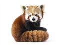 captivating creature sits serenely, its bushy tail wrapped around its body, highlighting the unique colors and patterns