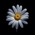 Captivating Daisy: Uhd Image With Monochromatic Symmetry