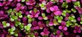 Captivating display of vibrant microgreens, showcasing delicate nature and rich colors