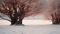 Captivating Documentary Photos Of Snow-covered Trees In Romantic Morning Light