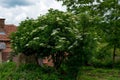 Captivating Elderberry Tree in Full Bloom - Serene Rural Scene on a Sunny Spring Day