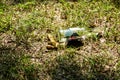 Captivating Encounter: A Green Frog or Toad Rests Beside an Empty Alcohol Bottle in the Grass Royalty Free Stock Photo