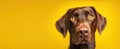 The captivating expression of a brown labrador on a vibrant yellow background..AI generated image Royalty Free Stock Photo