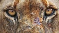 captivating extreme closeup of wild male lion face and eyes, showcasing untamed intensity