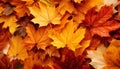 Captivating fall foliage in vibrant hues, creating a stunning autumn backdrop for outdoor scenes