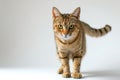 Captivating Feline A Surprised Cat\'s Untamed Gaze Against A Calm Background