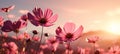 Captivating field of colorful cosmos flowers in a sunlit meadow with bokeh blur, close up macro shot Royalty Free Stock Photo