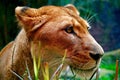 Captivating Flawless Lioness with Sculptured Graceful Profile.