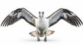 Captivating Flight A Pelican Soaring With Emotive Body Language
