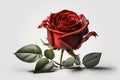 Exquisite Red Rose: High-Quality Photography using Unreal Engine 5 and Ultra-wide Angle with Depth of Field for Stunning Results