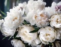 Captivating Floral Delight: Close-Up of a Lavish White Peony Bouquet. The Epitome of Elegance and Romance AI generative