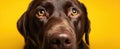 The captivating gaze of a brown Labrador resting against a vibrant yellow background..AI generated image Royalty Free Stock Photo