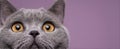 The captivating gaze of a curious gray cat against a purple backdrop. AI generated image Royalty Free Stock Photo