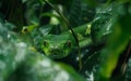 The captivating gaze of a green snake lies in ambush among dense foliage, embodying the essence of stealth and precision