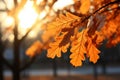 Captivating golden oak tree leaves illuminated by warm sunlight in a picturesque natural setting