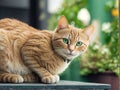 Captivating Green-Eyed Cat on a Patio Wall