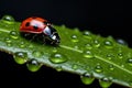 Captivating green life ladybug on the rain-kissed leaf Royalty Free Stock Photo