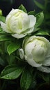 Captivating Green Peony Flowers in Perfect Detail AI Generated