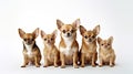 Chihuahua, dogs looking at the camera isolated on white background AI Generated Illustration