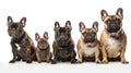 French Bulldog dogs looking at the camera isolated on white background AI Generated Illustration