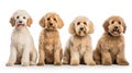 Goldendoodle dogs looking at the camera isolated on white background AI Generated Illustration