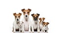 Jack Russel dogs looking at the camera isolated on white background AI Generated Illustration