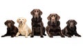 Labrador dogs looking at the camera isolated on white background AI Generated Illustration